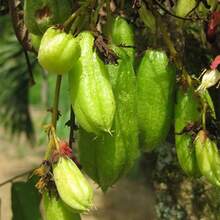 145 Pcs CHUXAY GARDEN Averrhoa Bilimbi - Cucumber Tree, Sour Tree, Multipurpose Kimchi Utility Tree - 145pcs - View 2