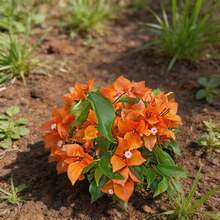 Semillas de flores - Ver 2