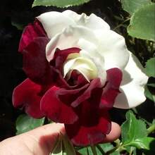 121pcs Rose Seed Garden - 121pcs - View 3