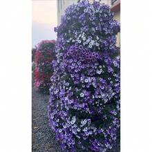Semi di fiori - Visualizzare 4