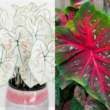 Seeds Caladium Marie Moir And Red Flash Bulbs.One Of Each.A Total Of 2. - 變體1 - 查看 2