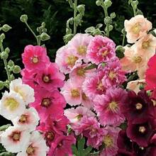 Semi di fiori - Visualizzare 3