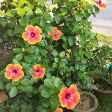 1000 plants d'hibiscus jaune-orange vivants, résistants, de 8 à 11 pouces, arbuste d'hibiscus pour jardin - sans graines - Voir 2