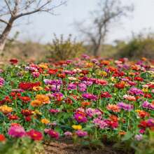 Flower Seeds - View 6