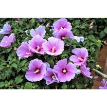 175 pièces recommandées de graines de rosiers Sharon, d'hibiscus syriacus, d'arbustes, livraison gratuite - Voir 3