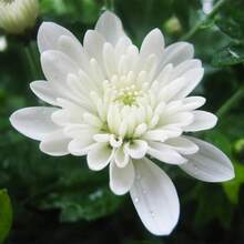 Plant Seeds - View 4