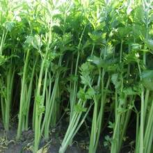 Plant Seeds - View 2
