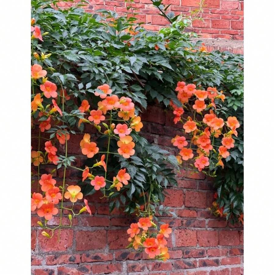 Semi di fiori - Visualizzare 1