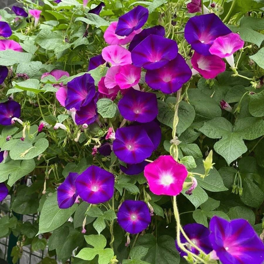 Flower Seeds - View 1