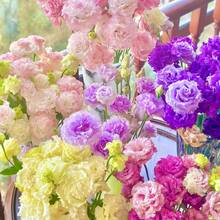 900 Graines de Lisianthus pour la Plantation, Graines de Fleurs d'Eustoma de Couleurs Variées, Graines de Rose Sans Épines, Eustoma Grandiflorum Non-OGM, Plantes Perennes pour Jardin Intérieur - Voir 3