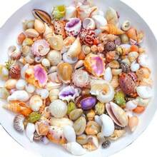 50克贝壳，精美的水族箱装饰品，可用于美化您的家庭鱼缸。它们既实用又美观。 - A - 查看 5