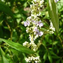 Seeds 10 Chastetree Seeds (Vitex Negundo) - Grow Purple Flowers - Variant1 - View 2