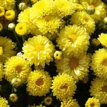 82 Graines de Chrysanthème - Fleurs Colorées, Plantes Décoratives Populaires, Fleurs Vibrantes, Aménagements Paysagers Décoratifs et Combinés Floraux - Voir 4