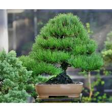 Potted Japanese Black Pine Tree Seeds - 180 - View 8