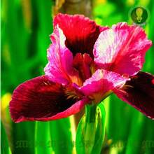 Sementes de flores - Ver 3