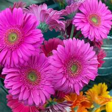 Flower Seeds - View 2