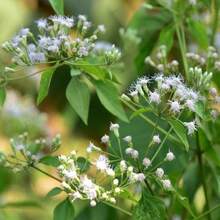 Graines d'Eupatorium - Graines de fleurs d'Eupatorium perfoliatum (Boneset) - 10 000 graines - Voir 5