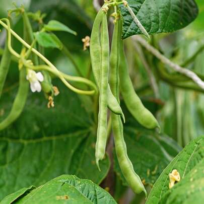 Plant Seeds