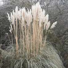 Flower Seeds - 查看 4