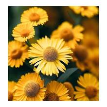 Semi di fiori - Visualizzare 4