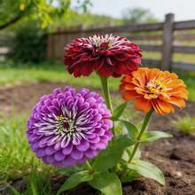 Flower Seeds - View 4