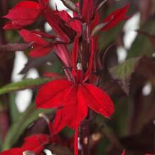 Flower Seeds - View 4