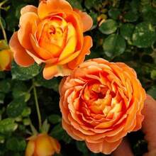 Flower Seeds - View 7