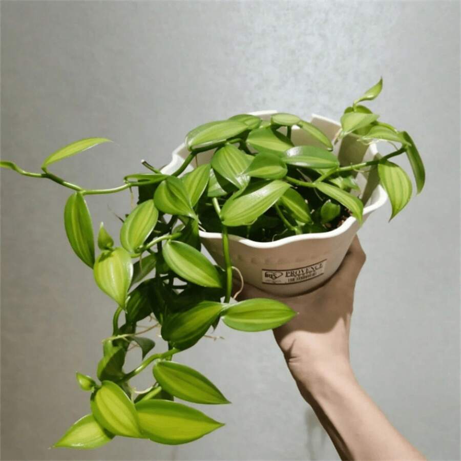 Mélange de Couleurs Nouveau Frais 500 pcs Graines de Plante Vanilla planifolia - Voir 1