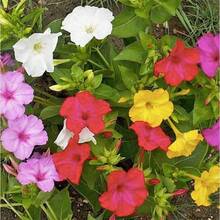Flower Seeds - View 5