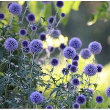 Flower Seeds - View 6