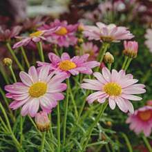 Flower Seeds - View 5