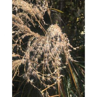 Plant Seeds