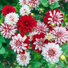 156 Graines de Dahlia et de Lierre - Voir 1