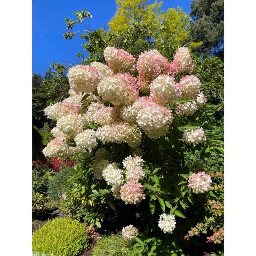 Flower Seeds - View 1