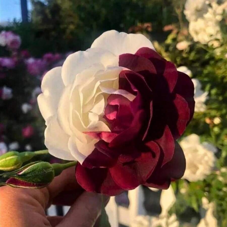 121pcs Rose Seed Garden - 121pcs - View 1