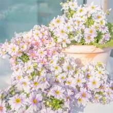 150 Graines de Primules Mélancées, Graines de Primules Anglaises - Décorez les Jardins et les Balcons avec de Magnifiques Fleurs, Essentielles pour le Jardinage Domestique - Voir 5