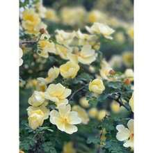 Flower Seeds - View 5