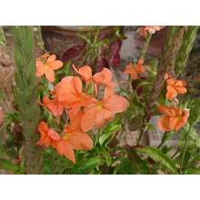 Seeds OrganicOrange Firecracker Flower Seeds (70) - Crossandra Infundibuliformis - 變體1 - 查看 4