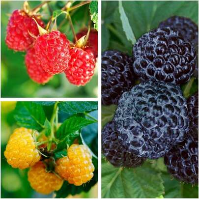 Flower Seeds