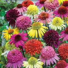Flower Seeds - View 4