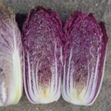 Color Mix Napa Red Cabbage Seed Non-GMO Heirloom Vegetable Chinese Red Cabbage Red Ruffle Cabbage Cabbage Chinese Merlot Seeds 25 Seeds - 變體1 - 查看 7