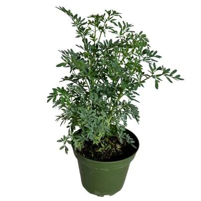 352 Easy To CultivateFlower Seeds--Ready For Garden Seeds In Nursery Pot -Fully Rooted For Herb Garden