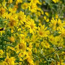 Plantera frön - Visa 4