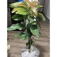 Flower Seeds - View 4