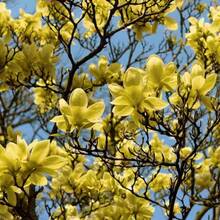 258 graines de plantes, graines de fleurs -- pièces, Graines de Magnolia à feuilles pointues jaunes, Magnolia de montagne, Tulipastra Cordata, un excellent ajout à la barrière d'intimité du jardin. - Voir 3
