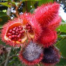 Flower Seeds - View 1