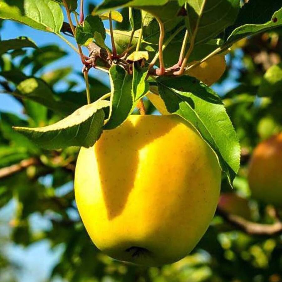 165 High Germination RateFruit Tree Seeds--Pcs Yellow Apple Trees Seeds-Non GMO-Easy To Plant - 165pcs - View 1