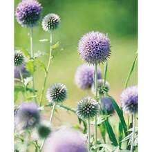 Flower Seeds - View 5