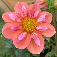 Flower Seeds - View 1