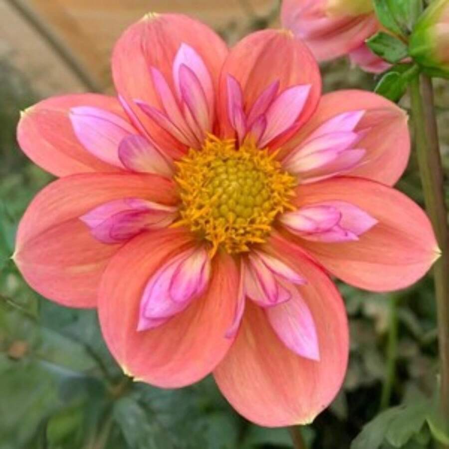 Flower Seeds - View 1